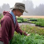 Submitted photo
Botanist Dave Allen offers his thoughts on how native plants can help enhance habitat values in your landscape at the next Green Thumbs Garden Tips event set for noon-1 p.m. Thursday, Feb. 10, on Zoom.