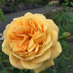A Fall Golden Celebration Rose blooms at the Sequim Botanical Garden. Photo by Renne Emiko Brock