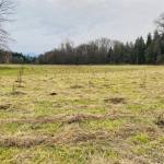 Volunteers are sought to help plant and install plant protectors along the Dungeness River  helping to restore a portion of a 52-acre of floodplain that will soon be reconnected to the Dungeness River following setback of a levee. Photo courtesy of Clallam Conservation District