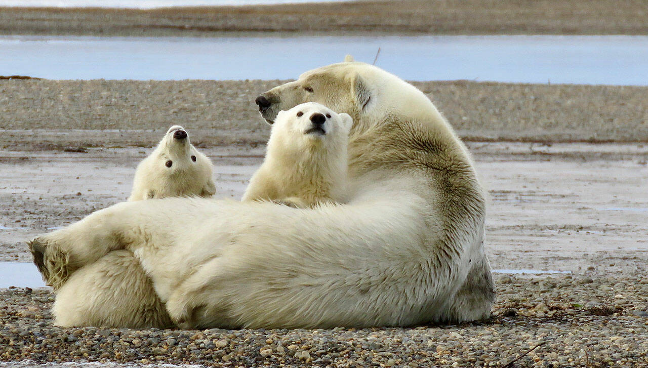 Left: Curious Polar Bear cubs enjoy some family time in Kaktovik, Alaska.