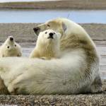 Left: Curious Polar Bear cubs enjoy some family time in Kaktovik, Alaska.