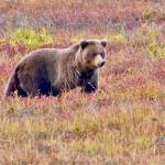 A Grizzly bear lumbers through Denali National Park, Alaska. Photo by Bob and Enid Phreaner