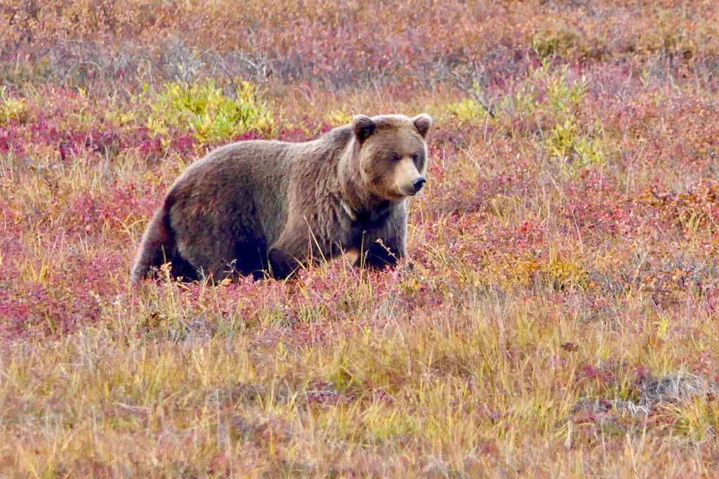 A Grizzly bear lumbers through Denali National Park, Alaska. Photo by Bob and Enid Phreaner