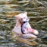 Above: A Spirit bear enjoys his catch in the Great Bear Rain Forest, British Columbia.