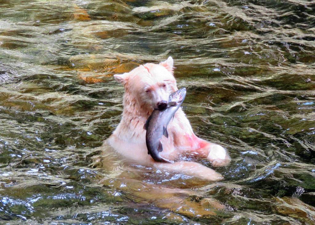Above: A Spirit bear enjoys his catch in the Great Bear Rain Forest, British Columbia.
