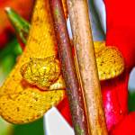 An up-close view of an Eyelash Viper. Photo by Oliver Acosta