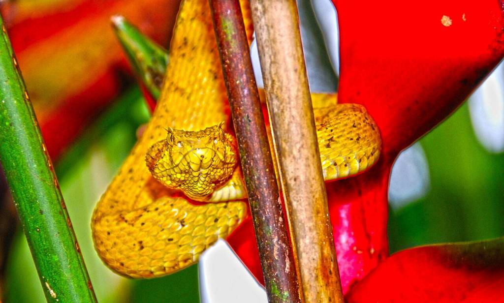 An up-close view of an Eyelash Viper. Photo by Oliver Acosta