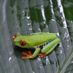 A Red-Eyed Tree Frog. Photo by Kermit Williams