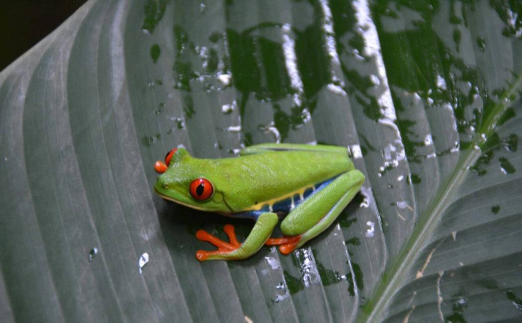A Red-Eyed Tree Frog. Photo by Kermit Williams