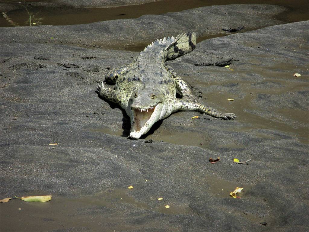 Friendly wildlife greet travelers on the banks of the Tempisque River. Photo by Mike Barton