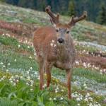A Black-tailed deer buck eats Avalanche lilies at Obstruction Point in Olympic National Park. Photo by Ken and Mary Campbell