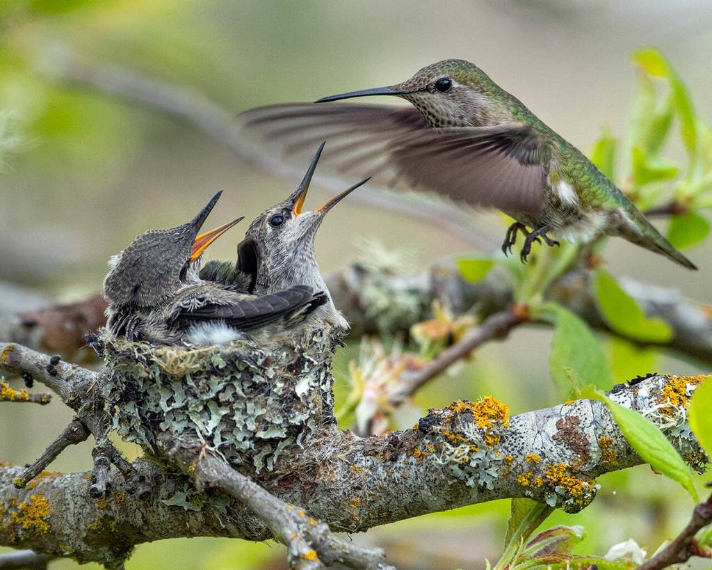 An Annas hummingbird feeds her chicks in Sequim in May 2020. Photo by Mary and Ken Campbell