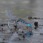 Blue damselflies mating at the Dry Creek Waterfowl Sanctuary near Port-Angeles. Photo by Mary and Ken Campbell