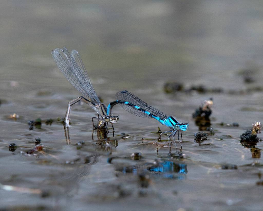 Blue damselflies mating at the Dry Creek Waterfowl Sanctuary near Port-Angeles. Photo by Mary and Ken Campbell