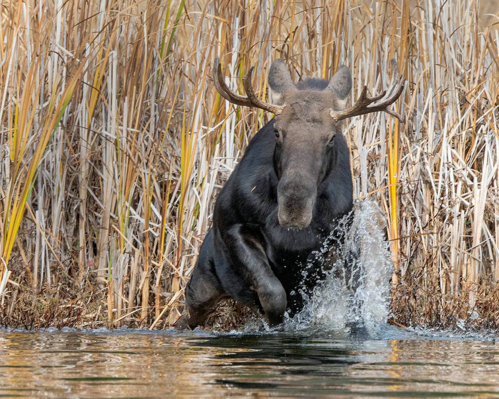 A bull moose at Lake Okanogan.