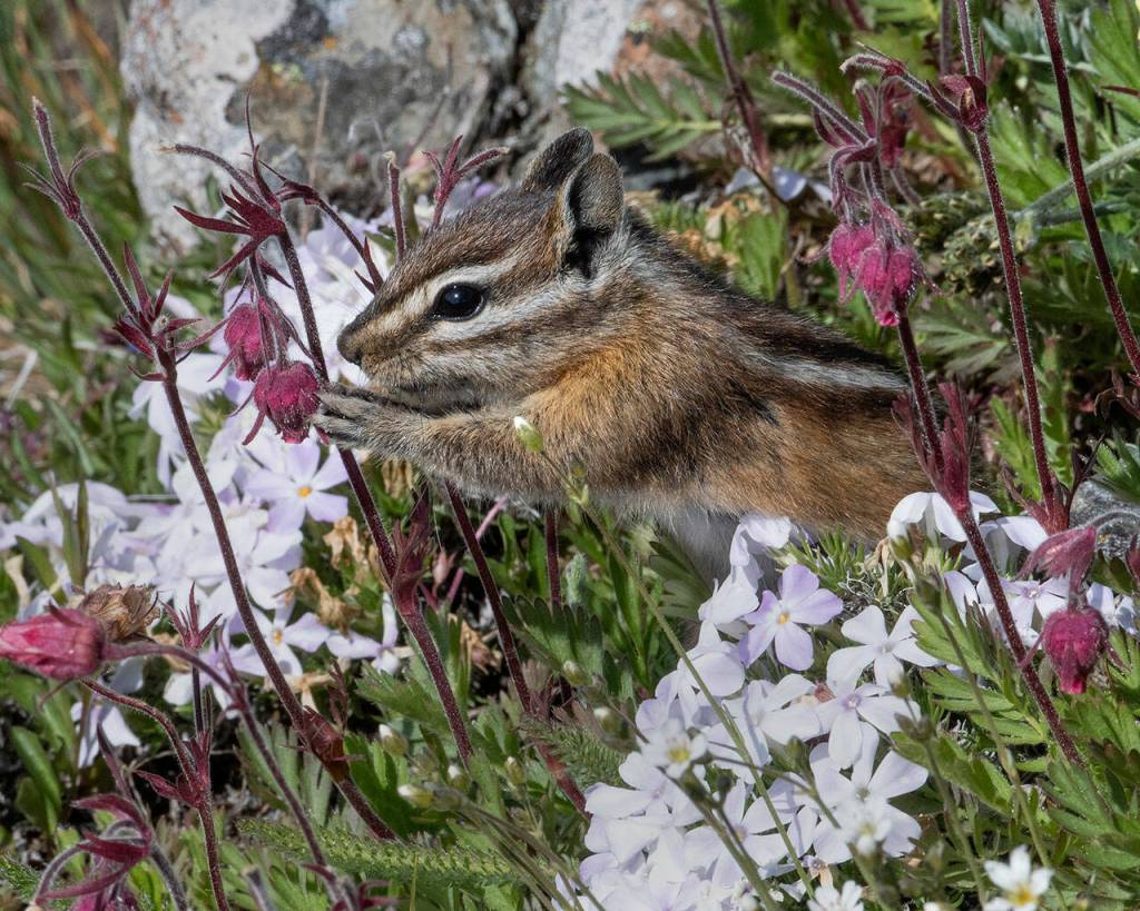 An Olympic chipmunk snacks on Old Mans Whiskers blossoms at Olympic National Parks Hurricane Hill. Photo by Mary and Ken Campbell