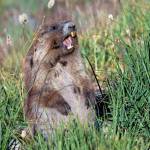 Photos by Mary and Ken Campbell
An Olympic marmot calling, just off of Obstruction Point Road in Olympic National Park.