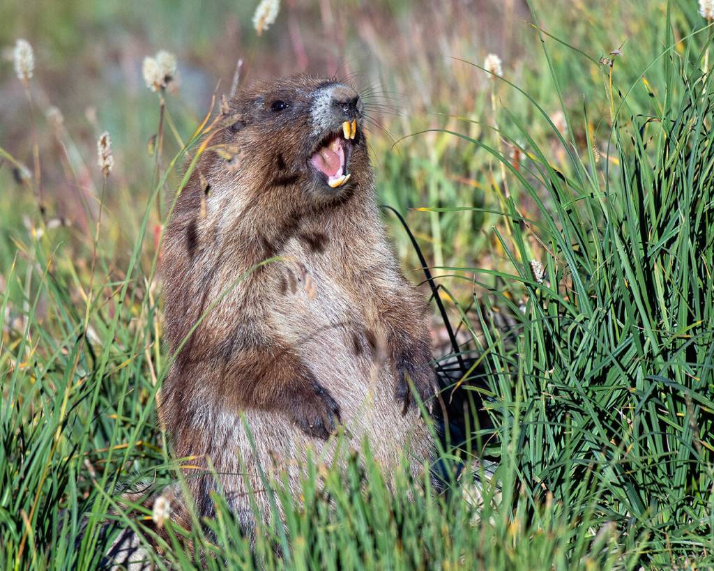 Photos by Mary and Ken Campbell
An Olympic marmot calling, just off of Obstruction Point Road in Olympic National Park.