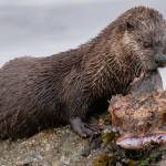 A river otter feeds on a great sculpin near the Olympic Discovery Trail in Port Angeles.