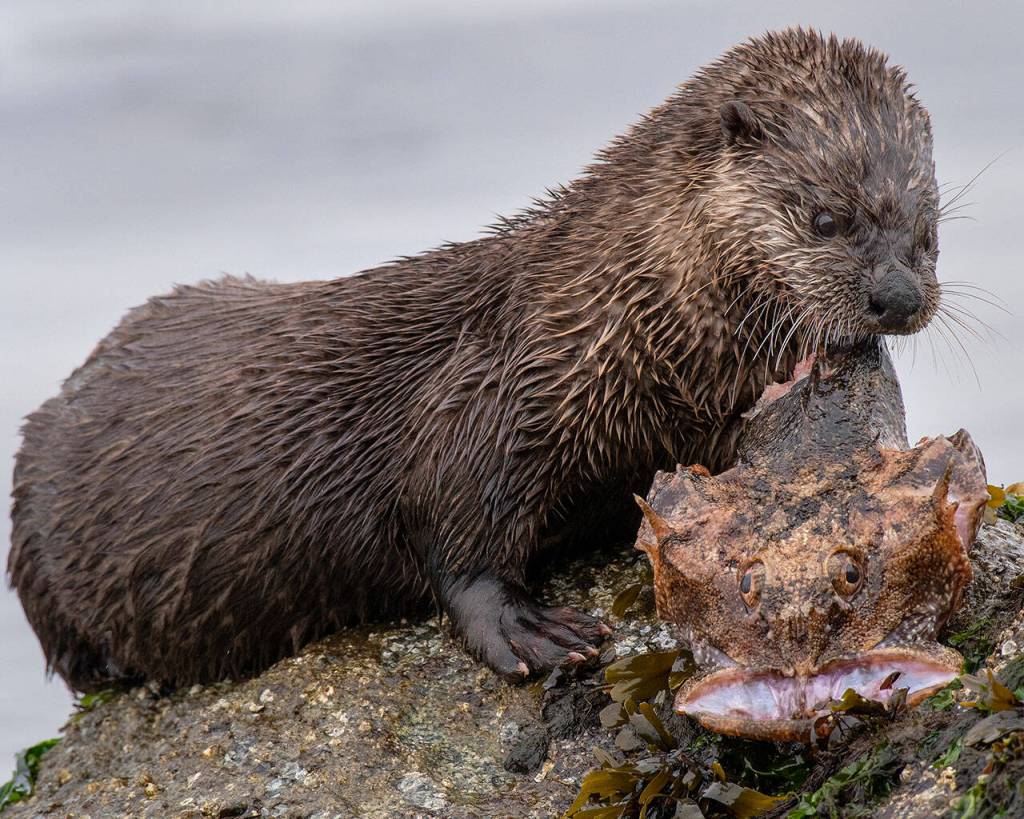 A river otter feeds on a great sculpin near the Olympic Discovery Trail in Port Angeles.