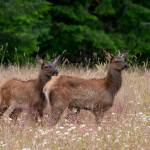 Roosevelt Elk calves explore the Elwha Valley. Photo by Mary and Ken Campbell