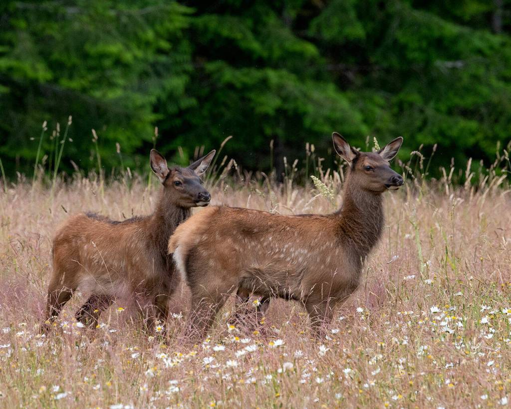 Roosevelt Elk calves explore the Elwha Valley. Photo by Mary and Ken Campbell