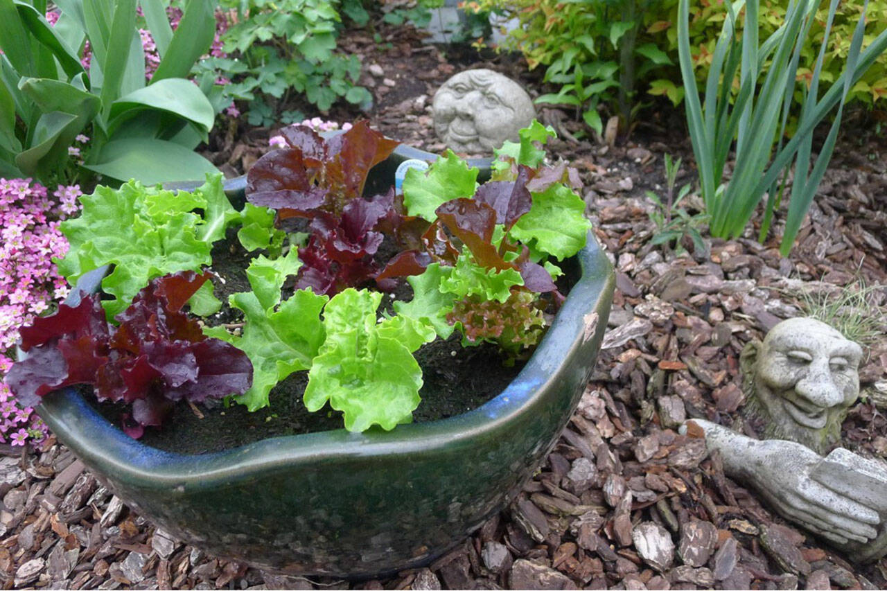 This variety of lettuce is quite happy growing in a container. Photo by Marilynn Elliott