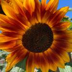 Photo courtesy of Sara Baldwin
Sunflowers can be seen in the Community Organic Gardens of Sequim in the summer and fall overlooking the beautiful gardens on Fir Street.