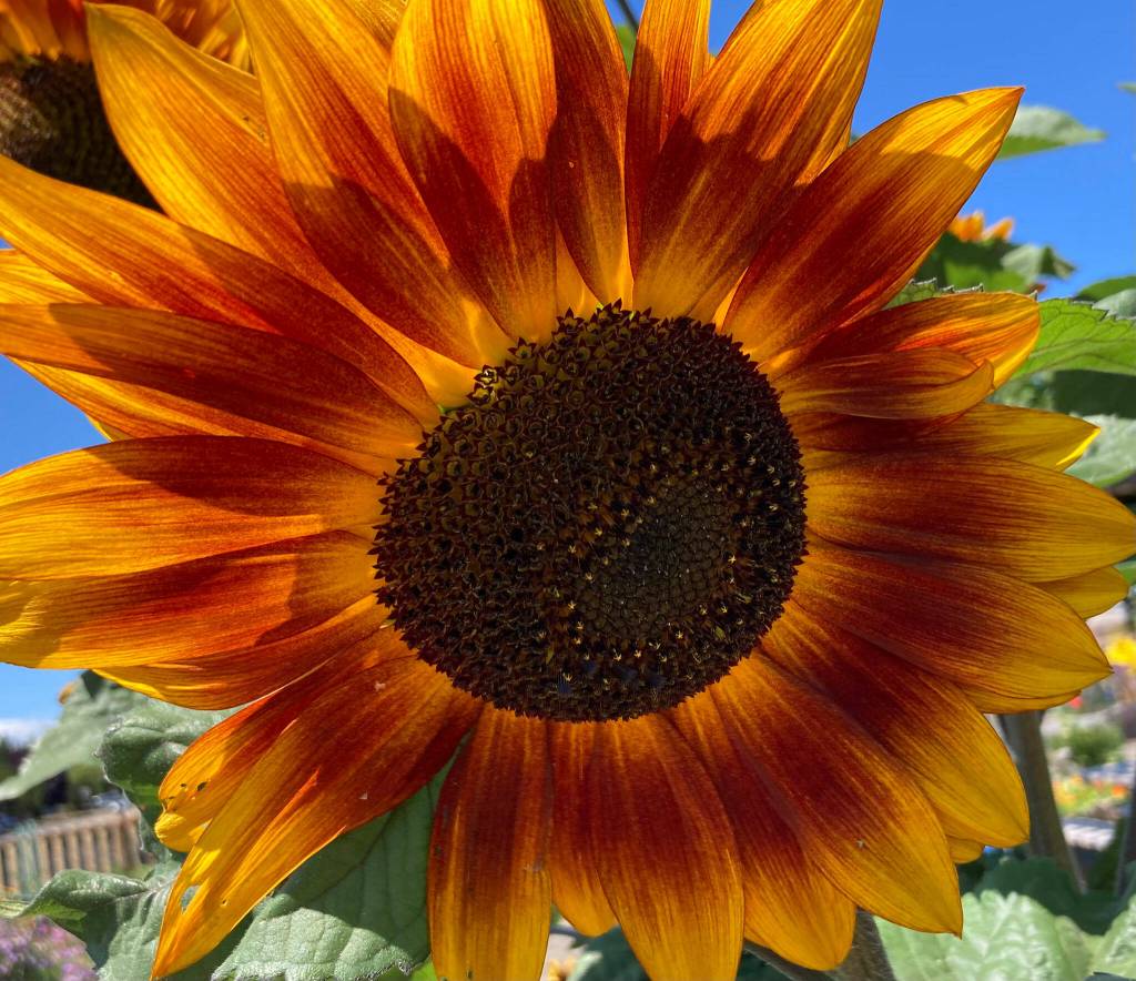 Photo courtesy of Sara Baldwin
Sunflowers can be seen in the Community Organic Gardens of Sequim in the summer and fall overlooking the beautiful gardens on Fir Street.