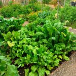 Photo courtesy of Jayne Valentine
Throughout the spring and summer, the Community Organic Gardens of Sequim are filled with greens, and other bright colors.