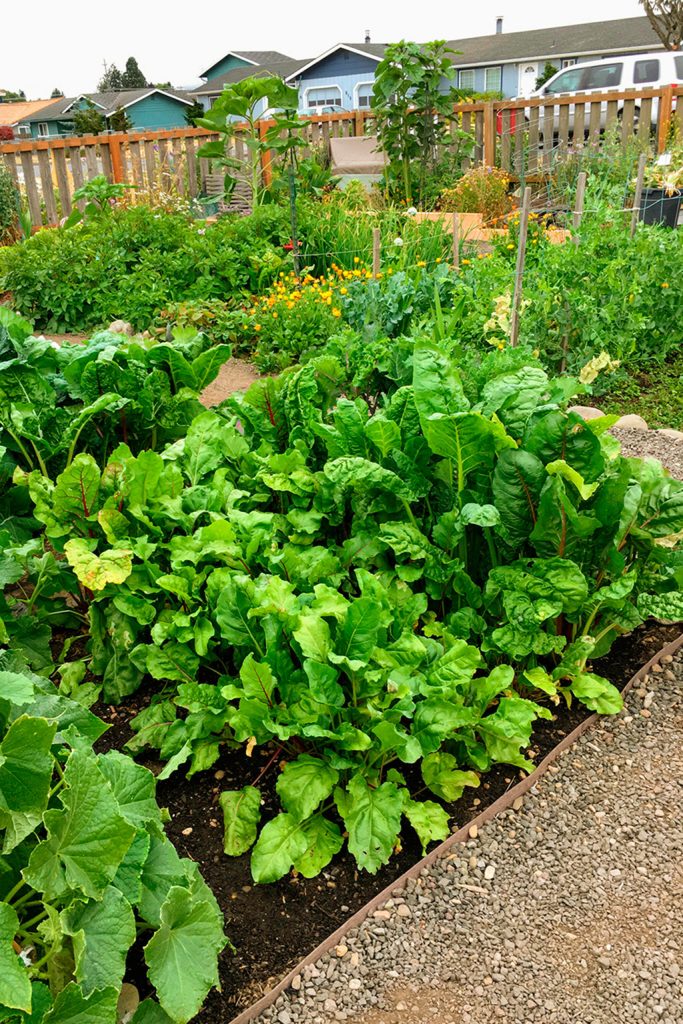 Photo courtesy of Jayne Valentine
Throughout the spring and summer, the Community Organic Gardens of Sequim are filled with greens, and other bright colors.