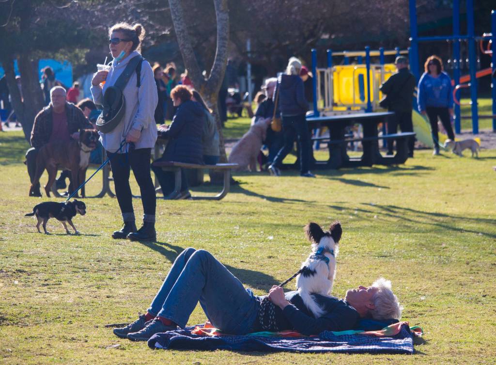Many dogs turned out for the Sunshine Festival this past weekend in Sequim; this one has a good seat for observation. Sequim Gazette photo by Emily Matthiessen