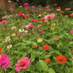 Zinnias have a variety of blossom shapes including daisy-like flowerheads with a single or double row of flat petals (as shown here), flowers with multiple rows of petals and no visible center, and dome-shape blossoms that look somewhat like a beehive.