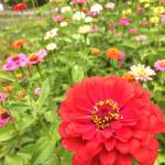 Zinnias have a variety of blossom shapes including daisy-like flowerheads with a single or double row of flat petals (as shown here), flowers with multiple rows of petals and no visible center, and dome-shape blossoms that look somewhat like a beehive.