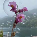 Living in a Bubble by Courtney Smith of Port Angeles, took first place in the 2022 Tidepools contests Photography category (Peninsula College Student Division).