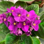 Photo by Sandy Cortez
Some houseplants, such as African violets, dont like direct sunlight and prefer bright, indirect light.