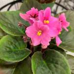 Photo by Sandy Cortez
Some houseplants, such as African violets, dont like direct sunlight and prefer bright, indirect light.