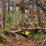 A bike path of sorts on the Royal Hunting Grounds in Fontainebleau, France.Photo by Mark Cohen and Kate Titus