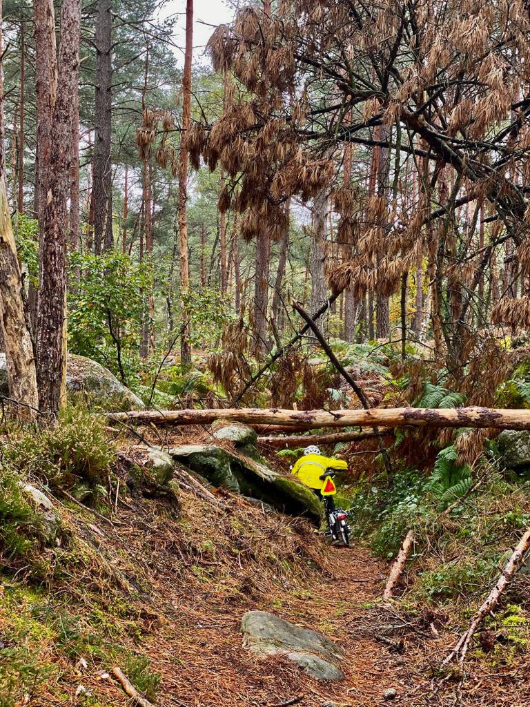 A bike path of sorts on the Royal Hunting Grounds in Fontainebleau, France.Photo by Mark Cohen and Kate Titus