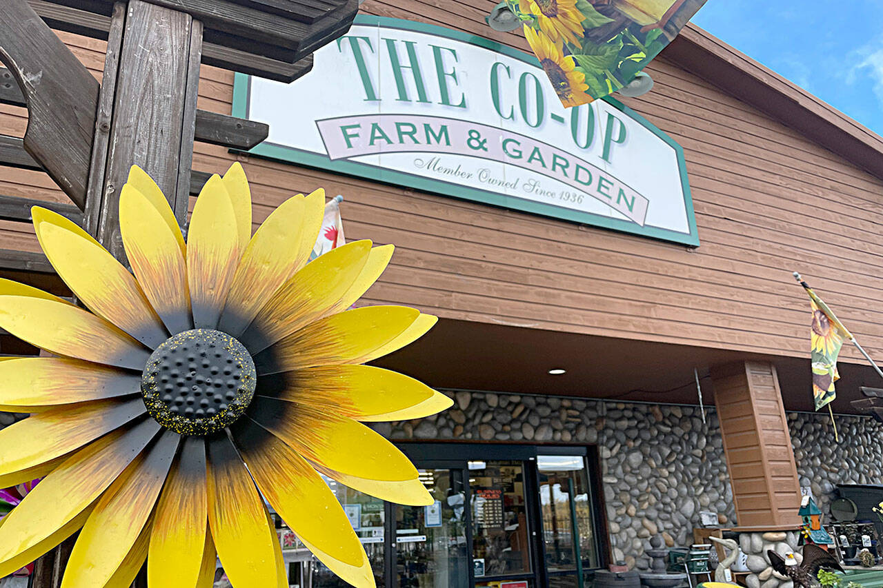 Sequim Gazette photo by Matthew Nash/ The Co-Op Farm and Gardens staff report that the long-time cooperative agribusiness plans to be up-to-date with patronage dividends by 2026. This year, they plan to pay customer equity from 2000-2004.