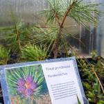 A young Ponderosa Pine waits at Friendly Natives Plant and Design for an appropriate home at a dry open site. Sequim Gazette photo by Emily Matthiessen