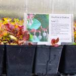 Each of the plants sold at Friendly Natives Plant and Design Lissa Bennett, features a description. Seen here is Salal, which can manifest as a ground cover or a shrub. Sequim Gazette photo by Emily Matthiessen
