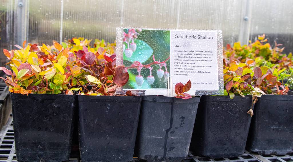 Each of the plants sold at Friendly Natives Plant and Design Lissa Bennett, features a description. Seen here is Salal, which can manifest as a ground cover or a shrub. Sequim Gazette photo by Emily Matthiessen