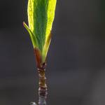 Indian Plum, or Osoberry, is one of the many useful and beautiful natives that Friendly Natives carries. Photo by Emily Matthiessen