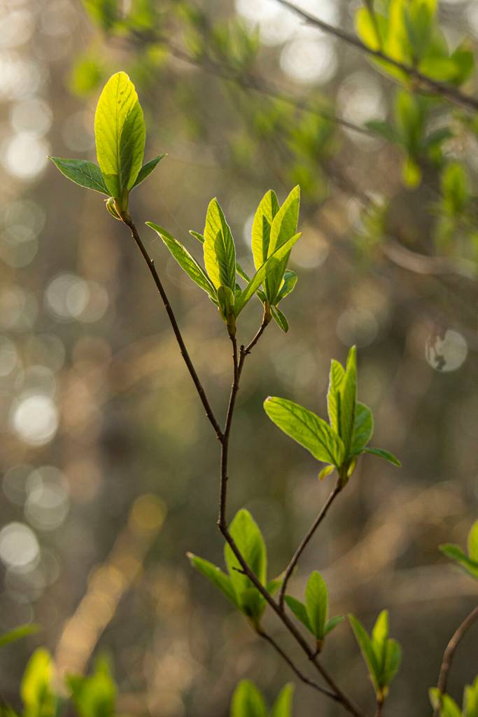 Indian Plum, or Osoberry, is one of the many useful and beautiful natives that Friendly Natives carries. Photo by Emily Matthiessen