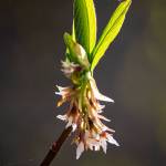 Indian Plum, or Osoberry, is one of the many useful and beautiful natives that Friendly Natives carries. Photo by Emily Matthiessen