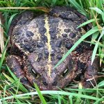 Friendly nursery toad. Photo courtesy of Lissa Bennett
