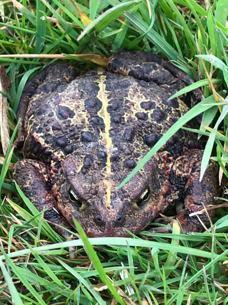 Friendly nursery toad. Photo courtesy of Lissa Bennett