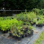 Photo courtesy of Clallam County Master Gardener Foundation
Pollinators with items available at the annual Clallam County Master Gardeners spring plant sale, set for Saturday, May 7, at the Woodcock Demonstration Garden, 2711 Woodcock Road. Native varieties such as Indian plum, red flowering currant, red and blue elderberry varieties, vine maple and more are ready for purchase.