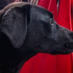 ZZ, or Zelenskyy, watches another dog walk by from his recovery porch at WAG (Welfare for Animals Guild) in Sequim. Joy Brown of WAG says that the energetic canine loves his walks and is beginning to be leash-trained. Sequim Gazette photo by Emily Matthiessen
